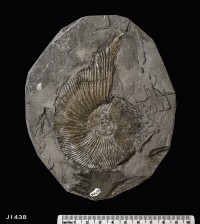 Animalia>Mollusca>Cephalopoda>Ammonoidea>Ammonitida>Perisphinctoidea>Perisphinctidae>Pseudovirgatitinae>Pectinatites>Pectinatites cornutifer
