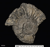 Animalia>Mollusca>Cephalopoda>Ammonoidea>Ammonitida>Perisphinctoidea>Perisphinctidae>Pseudovirgatitinae>Pectinatites>Pectinatites virgatosphinctoides reisiformis