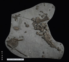 Animalia>Chordata>Vertebrata>Gnathostomata>Tetrapoda>Reptilia>Ichthyopterygia>Ichthyosauridae>Ichthyosaurus