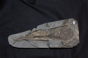 Animalia>Mollusca>Bivalvia>Autobranchia>Pteriomorphia>Ostreiformii>Ostreida>Malleidina>Pinnoidea>Pinnidae>Pinna>Pinna lanceolata