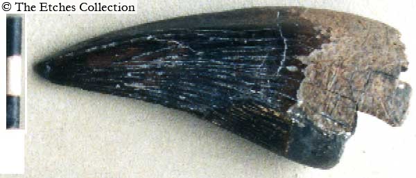 K1011 image K1011