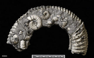 Animalia>Mollusca>Cephalopoda>Ammonoidea>Ammonitida>Perisphinctoidea>Perisphinctidae>Dorsoplanitinae>Pavlovia