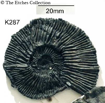 image K0287