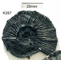 Animalia>Mollusca>Cephalopoda>Ammonoidea