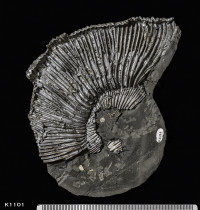 Animalia>Mollusca>Cephalopoda>Ammonoidea