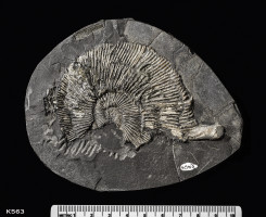 Animalia>Mollusca>Cephalopoda>Ammonoidea>Ammonitida>Perisphinctoidea>Perisphinctidae>Pseudovirgatitinae>Pectinatites
