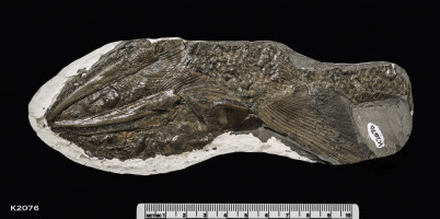 Animalia>Mollusca>Cephalopoda>Coleoidea>Teuthida>Trachyteuthis<br>Animalia<br>Animalia>Chordata<br>Animalia>Chordata>Vertebrata>Gnathostomata<br>Animalia>Chordata>Vertebrata>Gnathostomata>Osteichthyes