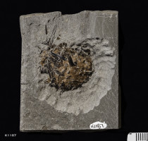 Animalia>Chordata>Vertebrata>Gnathostomata>Osteichthyes