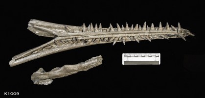 Animalia>Chordata>Vertebrata>Gnathostomata>Tetrapoda>Reptilia>Ichthyopterygia>Ichthyosauridae>Ichthyosaurus
