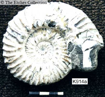 K0914a image K0914a