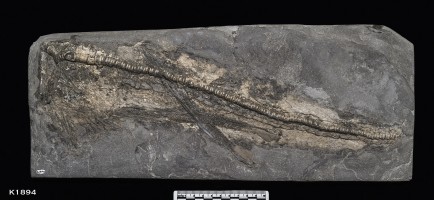 Animalia>Chordata>Vertebrata>Gnathostomata>Chondrichthyes>Elasmobranchii>Euselachii>Batoidea>Rajiformes>Rhinobatidae>Rhinobatos