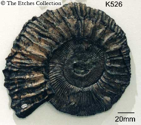 K0526 image K0526