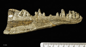 Animalia>Chordata>Vertebrata>Gnathostomata>Osteichthyes>Actinopterygii>Neopterygii>Holostei>Amiiformes>Caturidae>Caturus