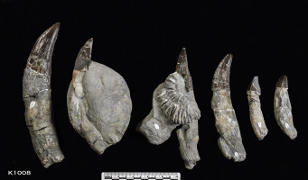 Animalia>Chordata>Vertebrata>Gnathostomata>Tetrapoda>Reptilia>Sauropterygia>Pliosauridae
