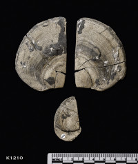 Animalia>Mollusca>Cephalopoda>Ammonoidea