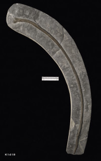 Animalia>Chordata>Vertebrata>Gnathostomata>Tetrapoda>Reptilia>Ichthyopterygia>Ichthyosauridae>Ichthyosaurus