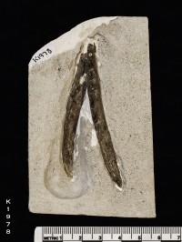 Animalia>Chordata>Vertebrata>Gnathostomata>Tetrapoda>Reptilia>Diapsida>Archosauromorpha>Pterosauria
