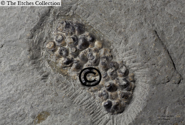 K633-(2) image K633-(2)