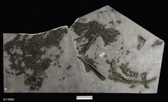 Animalia>Chordata>Vertebrata>Gnathostomata>Chondrichthyes>Elasmobranchii>Euselachii>Hybodontiformes>Hybodontoidea>Hybodontidae>Hybodus