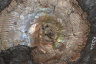 image K324-(2)