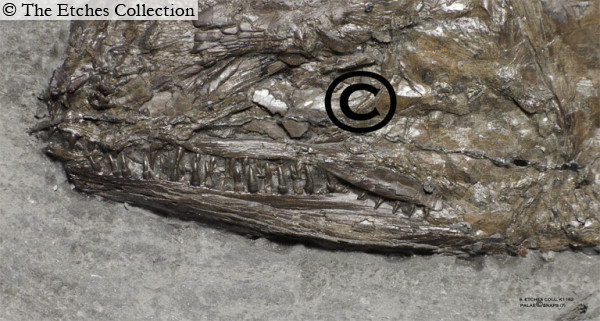K1162-(3) image K1162-(3)