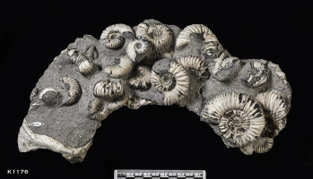 Animalia>Mollusca>Cephalopoda>Ammonoidea