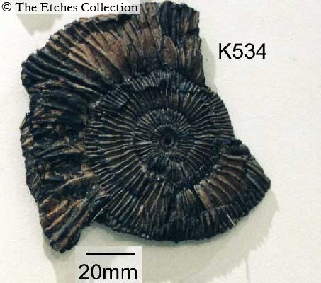 K0534 image K0534