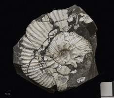 Animalia>Mollusca>Cephalopoda>Ammonoidea>Ammonitida>Perisphinctoidea>Aulacostephanidae>Aulacostephanus>Aulacostephanus kirghisensis