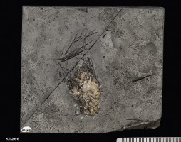 Animalia>Chordata>Vertebrata>Gnathostomata>Osteichthyes