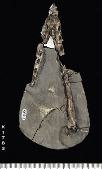 Animalia>Chordata>Vertebrata>Gnathostomata>Tetrapoda>Reptilia>Diapsida>Archosauromorpha>Pterosauria>Rhamphorhynchidae>Rhamphorhynchinae>Rhamphorhynchus