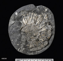 Animalia>Mollusca>Cephalopoda>Ammonoidea>Ammonitida>Perisphinctoidea>Perisphinctidae>Pseudovirgatitinae>Pectinatites>Pectinatites virgatosphinctoides reisiformis densicostatus
