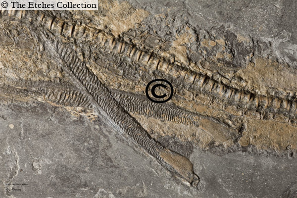 K1894-(2) image K1894-(2)