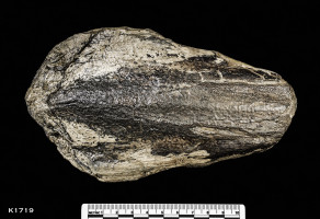 Animalia>Mollusca>Cephalopoda>Coleoidea>Teuthida>Trachyteuthis