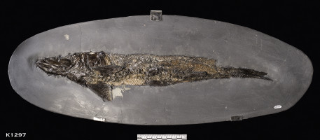 Animalia>Chordata>Vertebrata>Gnathostomata>Osteichthyes>Actinopterygii>Neopterygii>Teleostei>Pachycormiformes>Pachycormidae>Hypsocormus