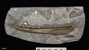 Animalia>Chordata>Vertebrata>Gnathostomata>Tetrapoda>Reptilia>Sauropterygia>Plesiosauroidea>Cryptoclididae>Kimmerosaurus>Kimmerosaurus langhami