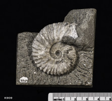 Animalia>Mollusca>Cephalopoda>Ammonoidea>Ammonitida>Perisphinctoidea>Aulacostephanidae>Aulacostephanus