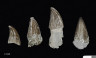 image k1008_teeth
