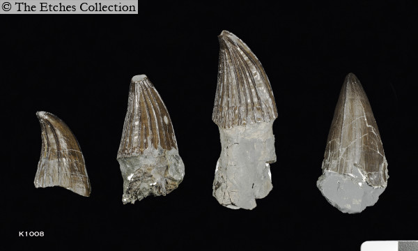k1008_teeth image k1008_teeth
