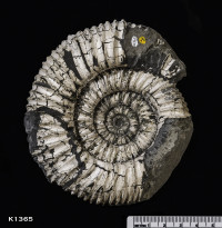 Animalia>Mollusca>Cephalopoda>Ammonoidea>Propectinatites