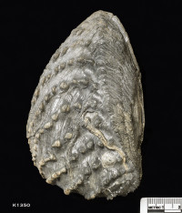 Animalia>Mollusca>Bivalvia>Trigoniida>Trigonioidea>Trigoniidae>Trigoniinae>Trigonia