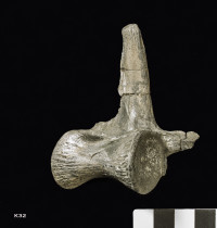 Animalia>Chordata>Vertebrata>Gnathostomata>Tetrapoda>Reptilia>Crocodylomorpha>Thalattosuchia>Teleosauridae>Steneosaurus