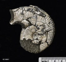 Animalia>Mollusca>Cephalopoda>Ammonoidea>Ammonitida>Perisphinctoidea>Aulacostephanidae>Aulacostephanus