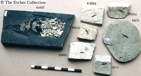 K0870 image K0870
