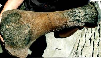 Animalia>Chordata>Vertebrata>Gnathostomata>Tetrapoda>Reptilia>Sauropterygia>Plesiosauroidea>Cryptoclididae>Colymbosaurus