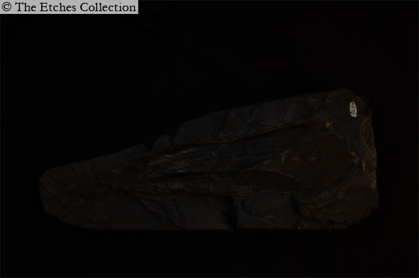 K1279-(2) image K1279-(2)