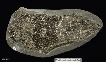 Animalia>Chordata>Vertebrata>Gnathostomata>Osteichthyes>Actinopterygii>Protospondyli>Furidae>Eugnathus>Eugnathus isopholis lissolepis