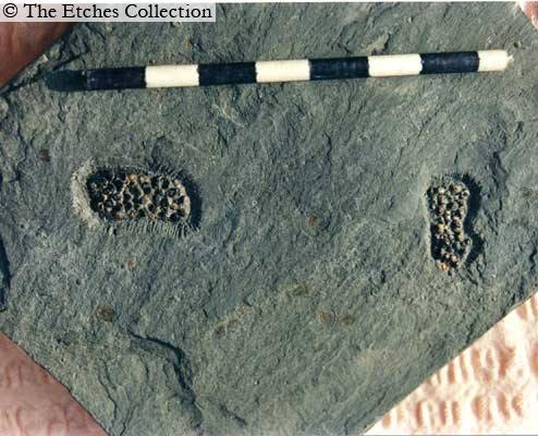 K0633R image K0633R