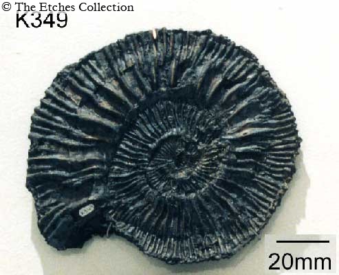 K0349 image K0349