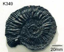 Animalia>Mollusca>Cephalopoda>Ammonoidea>Ammonitida>Perisphinctoidea>Perisphinctidae>Pseudovirgatitinae>Pectinatites>Pectinatites wheatleyensis