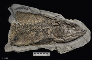 Animalia>Chordata>Vertebrata>Gnathostomata>Osteichthyes>Actinopterygii>Neopterygii>Holostei>Amiiformes>Caturidae>Caturus